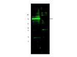 Hif3 alpha Polyclonal Antibody
