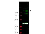 Phospho-IRS1 (Ser307) Polyclonal Antibody