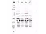 Phospho-RFA2 (Ser122) Polyclonal Antibody