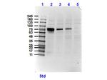 NEK2 Polyclonal Antibody
