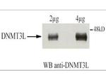 DNMT3L Antibody in Western Blot (WB)