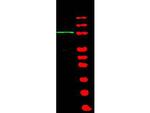 BACH1 Polyclonal Antibody
