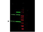 MAD2L1 Polyclonal Antibody
