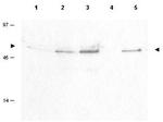 Phospho-Cyclin B1 (Ser126) Polyclonal Antibody