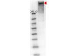 KLH Polyclonal Antibody