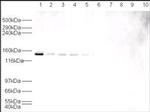 HAUSP Antibody in Western Blot (WB)