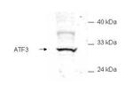 ATF3 Antibody in Western Blot (WB)