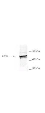 ATF3 Polyclonal Antibody