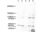 SmarcAL1 Polyclonal Antibody