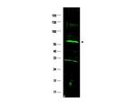 FANCC Polyclonal Antibody