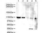 ELG-1 Polyclonal Antibody