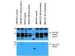 Phospho-E2F-1 (Ser364) Antibody in Western Blot (WB)