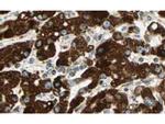 Sprouty-4 Antibody in Immunohistochemistry (Paraffin) (IHC (P))