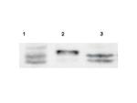 Sprouty-4 Antibody in Western Blot (WB)