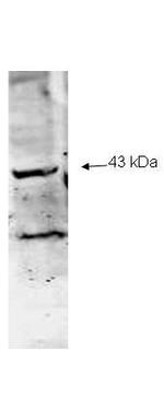 Neuraminidase (Neu2) Polyclonal Antibody
