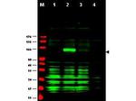 AJUBA Antibody in Western Blot (WB)