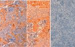Delta-1 Antibody in Immunohistochemistry (Paraffin) (IHC (P))
