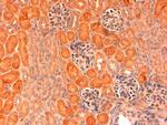 Delta-1 Polyclonal Antibody