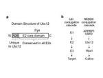 UBC12 Antibody