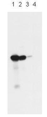 UBC12 Polyclonal Antibody