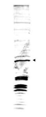 Swi6 Polyclonal Antibody