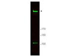 Rif1 Antibody in Western Blot (WB)