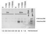 Mre11 Polyclonal Antibody