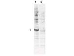 Phospho-APC6 (Thr580) Polyclonal Antibody