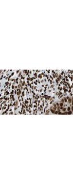 HDAC1 (C-terminus) Antibody in Immunohistochemistry (Paraffin) (IHC (P))