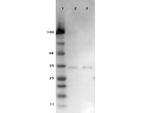 VDAC/Porin Polyclonal Antibody