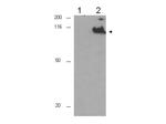 Phospho-CDC27 (Thr244) Polyclonal Antibody