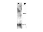 PCNA Polyclonal Antibody