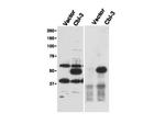 Cbl-c Antibody in Western Blot (WB)