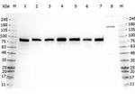 GGA3 Polyclonal Antibody