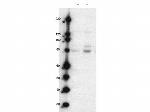 Phospho-MARK2 (Thr595) Antibody in Western Blot (WB)