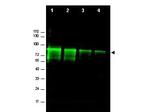 Mre11 Polyclonal Antibody