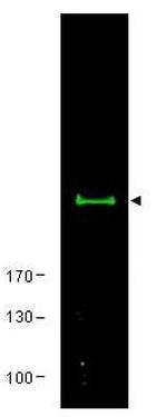 mTOR Polyclonal Antibody