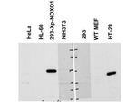 NOXO1 Antibody in Western Blot (WB)