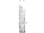 Phospho-Histone H2AvD (Ser137) Polyclonal Antibody