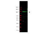 F-Box Only Protein 9 Antibody in Western Blot (WB)