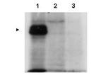 MLF1 Polyclonal Antibody