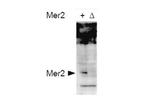 Phospho-Mer2 (Ser30) Antibody in Western Blot (WB)