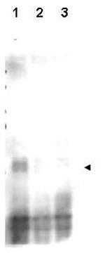 Phospho-Mer2 (Ser30) Polyclonal Antibody