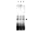 Mer2 Polyclonal Antibody