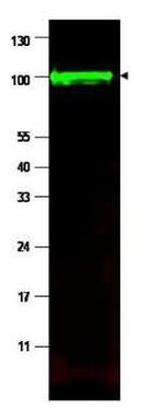 iASSP Antibody in Western Blot (WB)