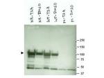 HSP90 alpha Polyclonal Antibody