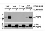 Phospho-MLF1 (Thr78) Antibody in Western Blot (WB)