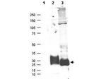 MAGP-2 Polyclonal Antibody