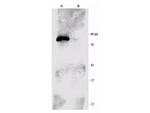 p90 RSK1 Antibody in Western Blot (WB)