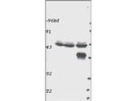p44 MAP Kinase Polyclonal Antibody